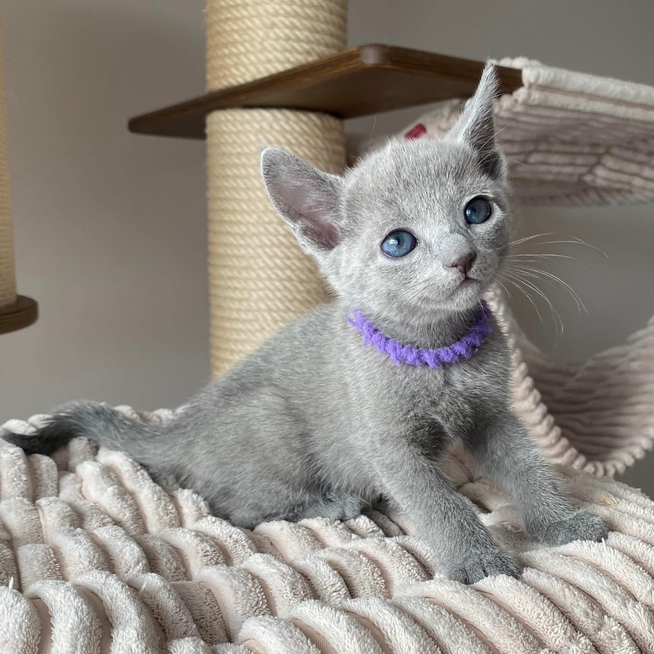 Tessa, female Russian Blue kitten