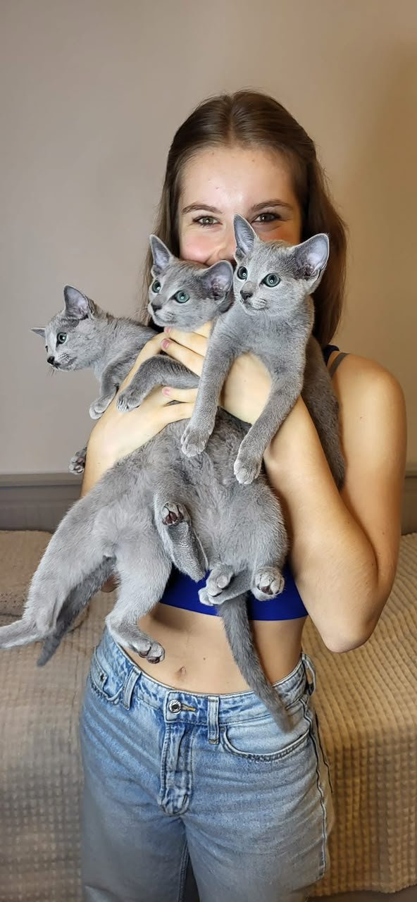 A woman holding three Russian Blue kittens