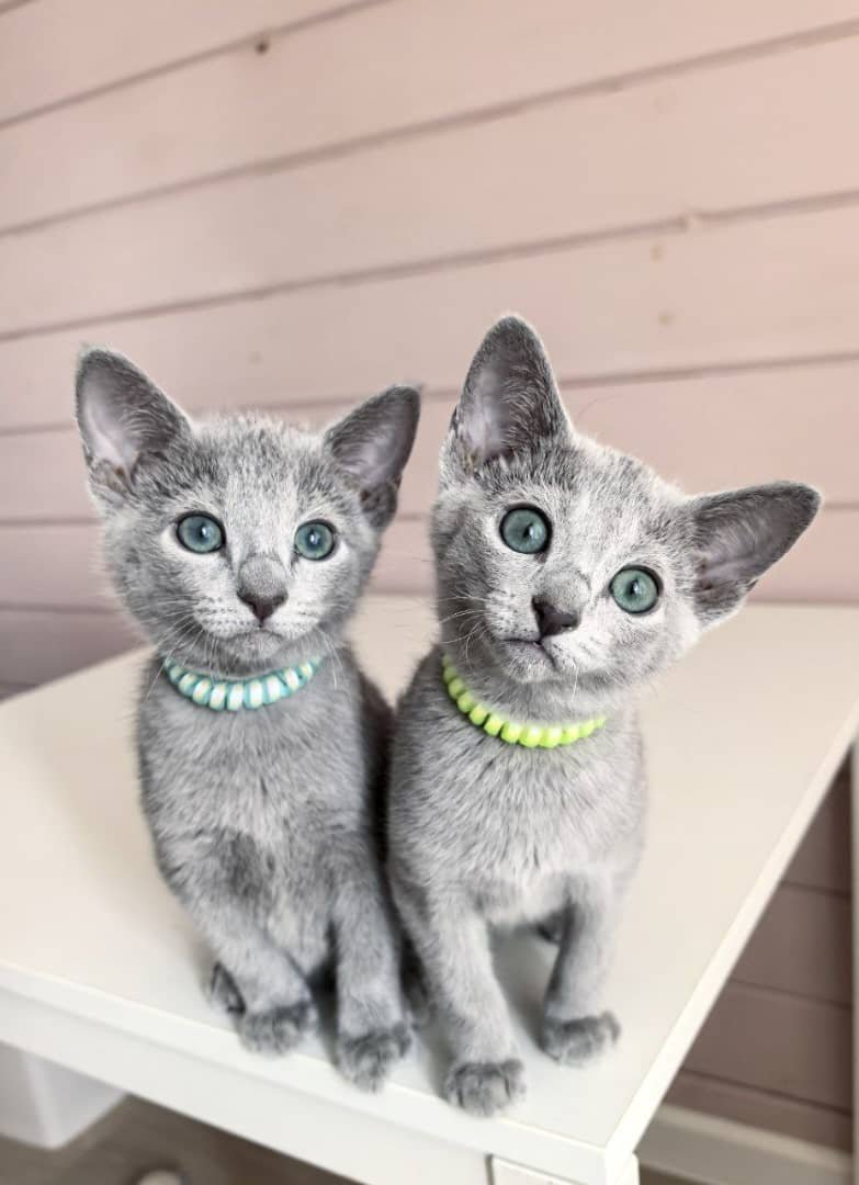 Daisy and Clover - bonded Russian Blue kittens pair for sale in Austin, Texas
