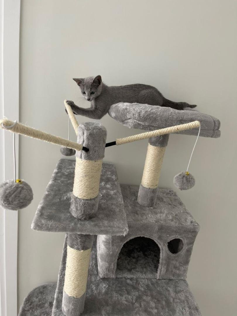 Russian Blue kitten nursery