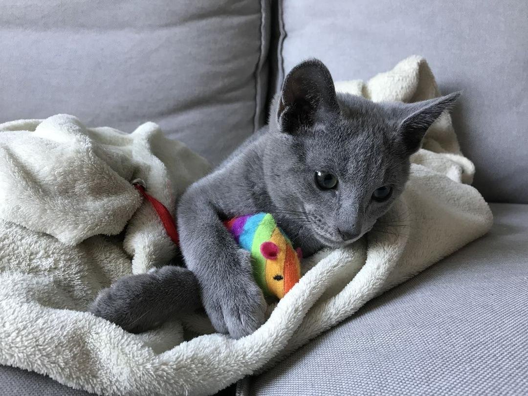 Kitten socialization and play