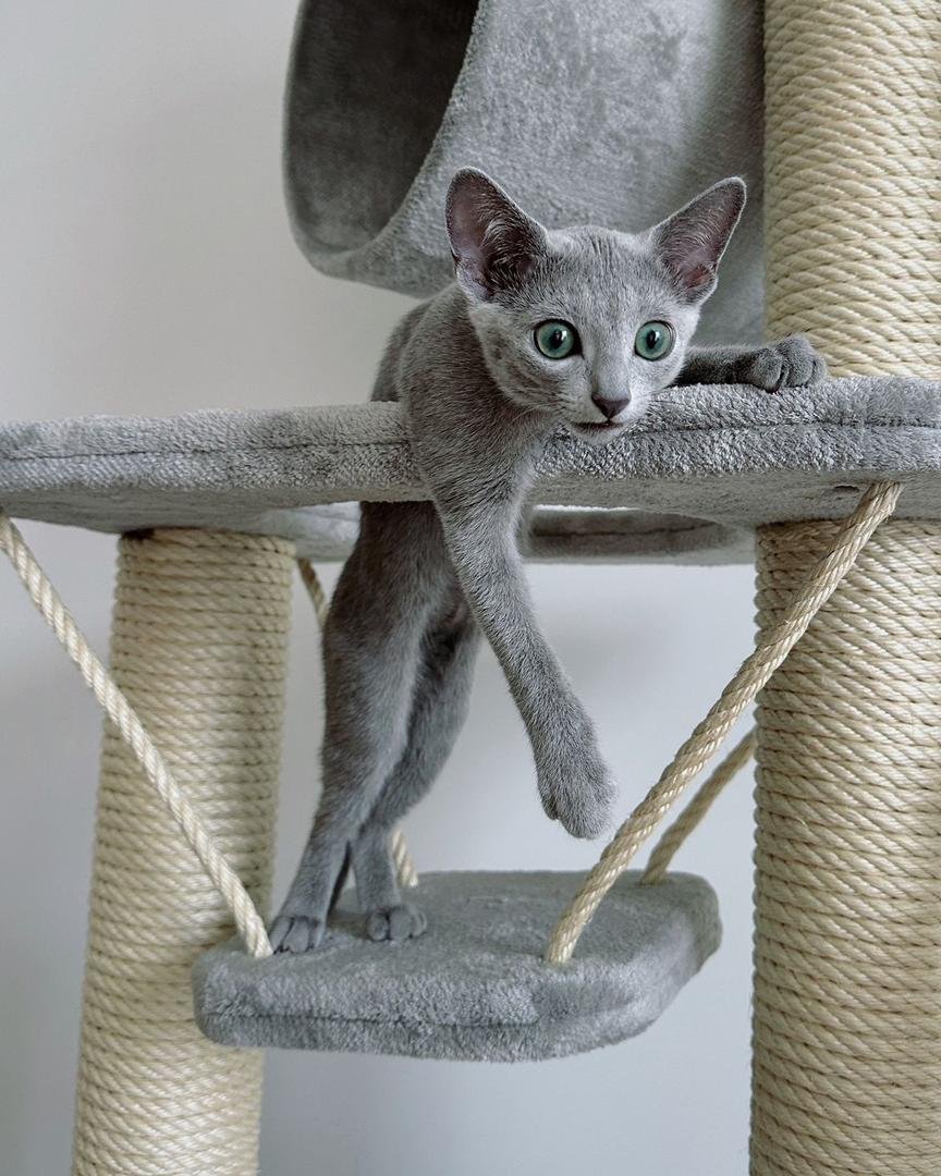 Veterinary care for Russian Blue kittens