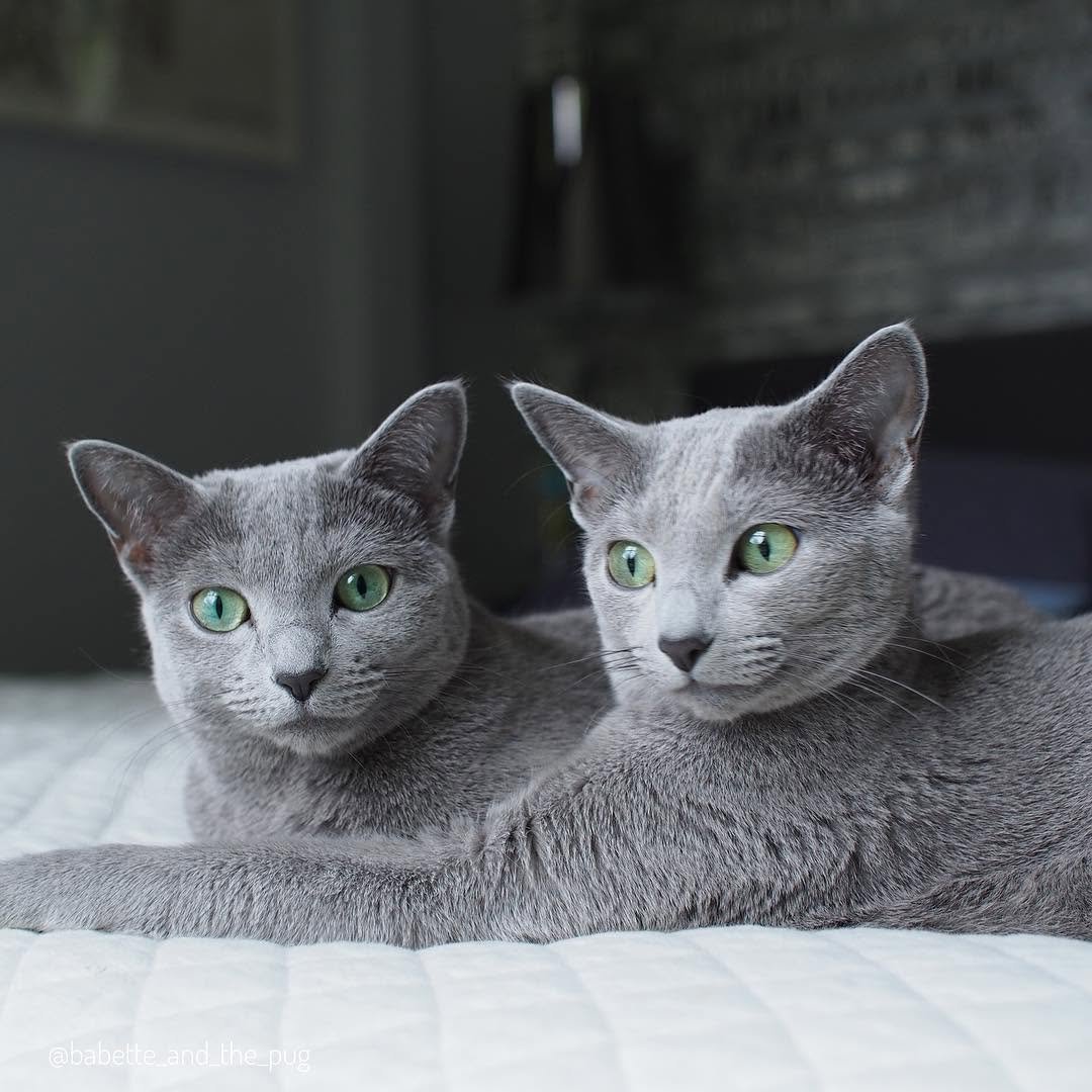 Champion Bloodline Russian Blue Kittens Austin TX - Quality Breeding Program Texas