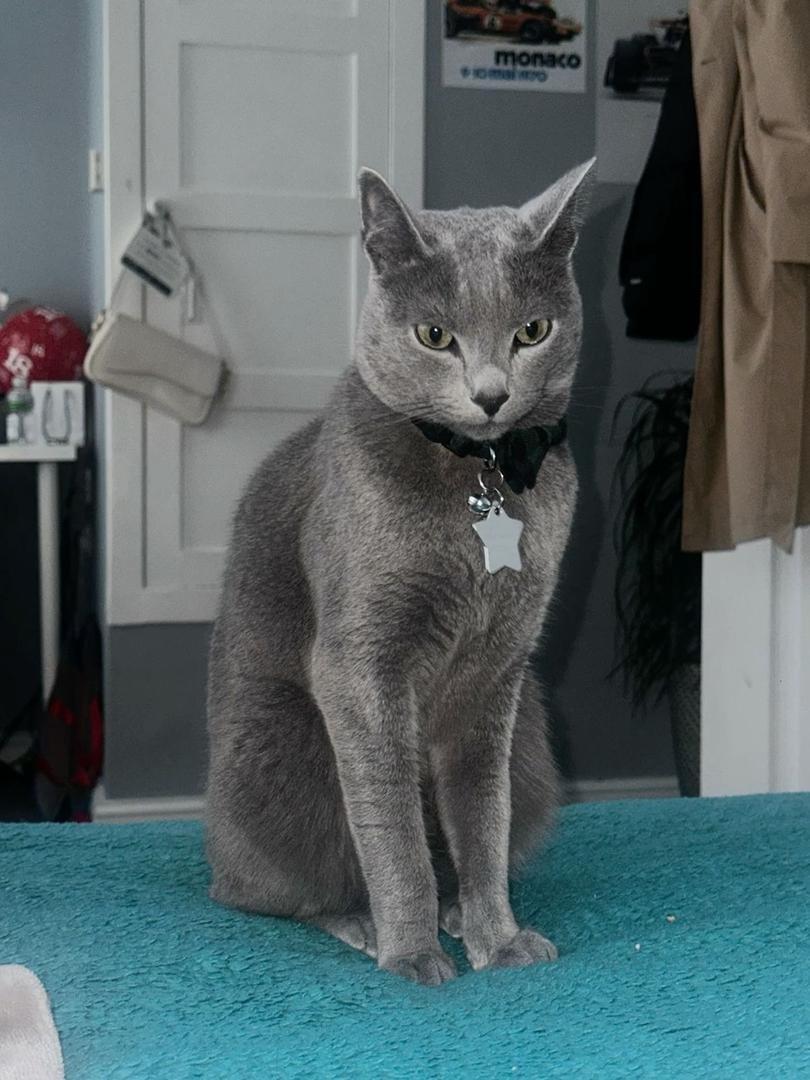 Champion Russian Blue Breeding Cats Austin TX - Quality Queens and Studs Pedigree