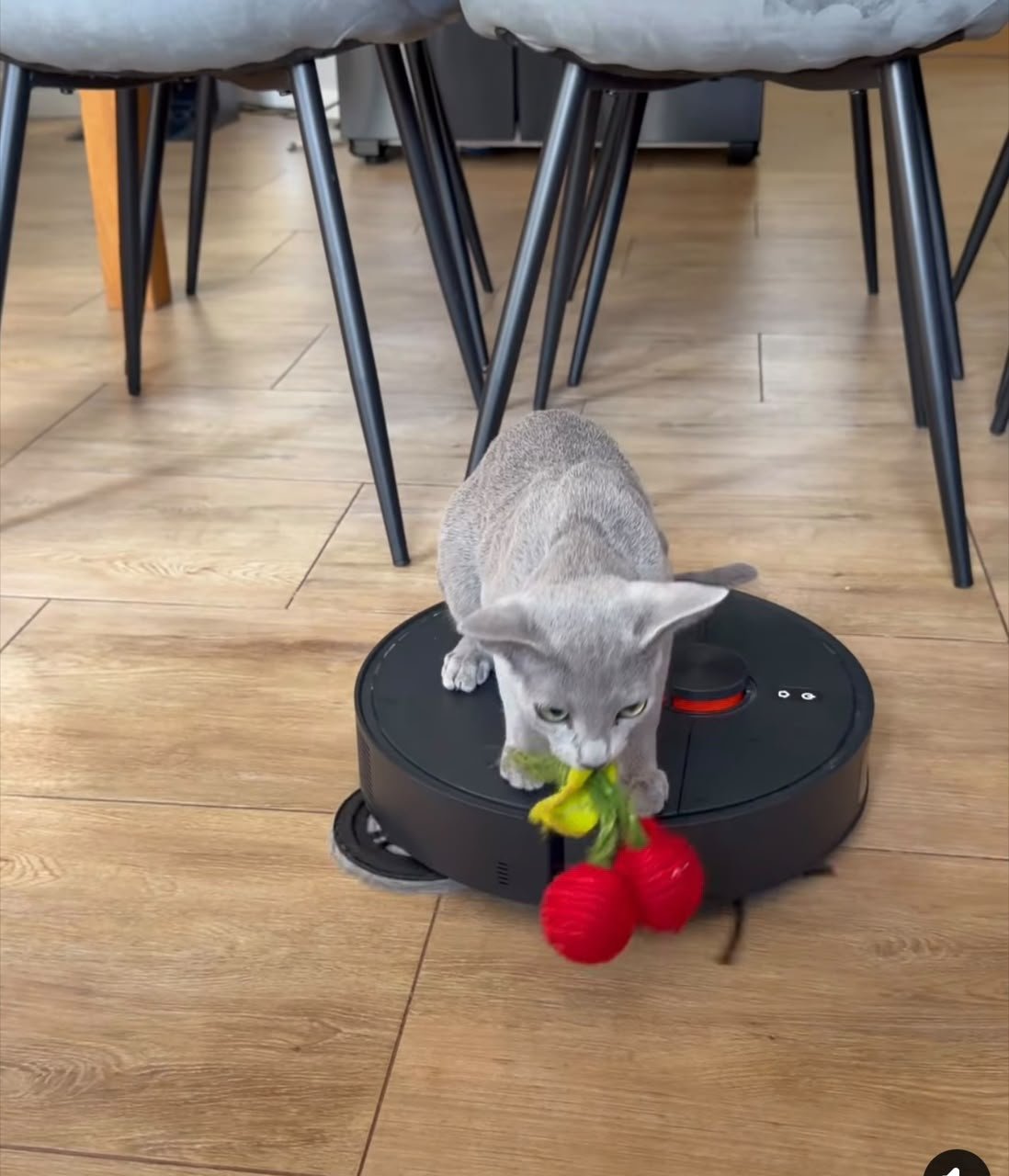 Russian Blue kitten playing with a toy on a wood floor