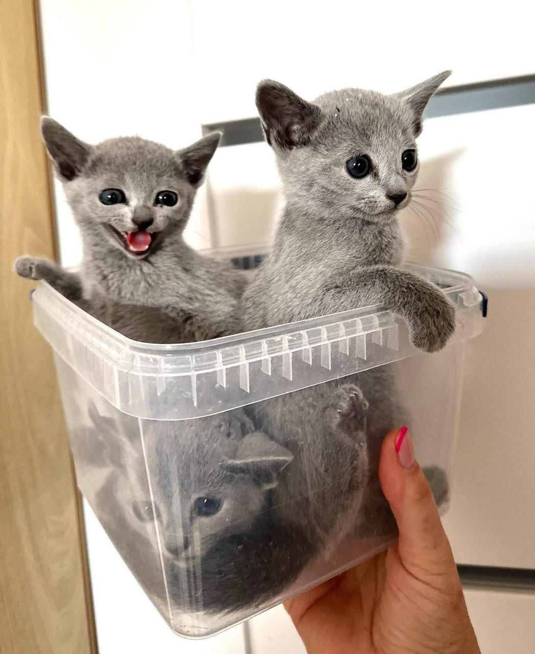 Two Russian Blue kittens sharing a window basket