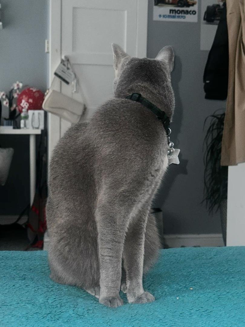 Happy Families Russian Blue Kittens Austin Texas - Customer Testimonials Reviews