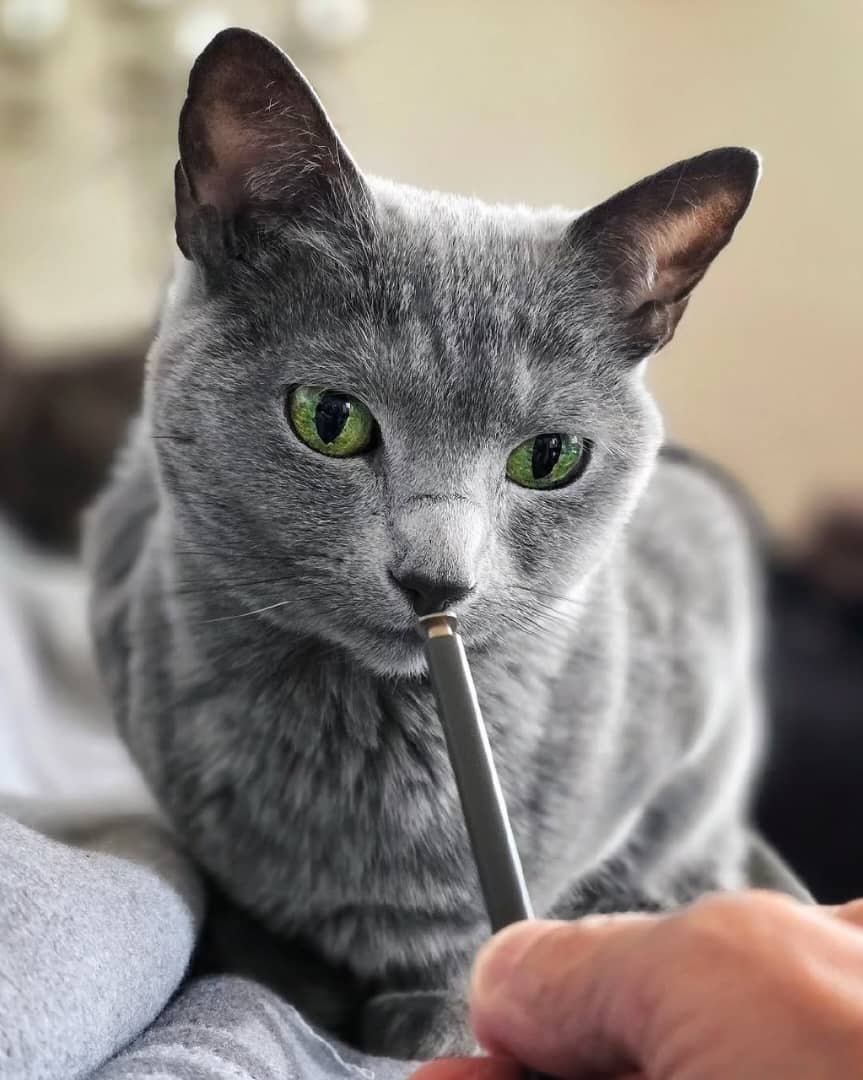 Health Tested Russian Blue Kittens Texas - Genetic Testing HCM PKD FeLV FIV Clear