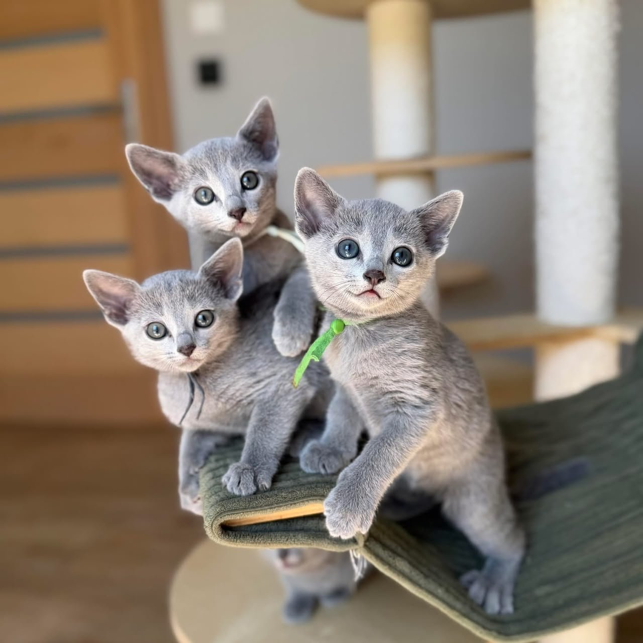 Russian Blue kittens sitting together on a cat tree