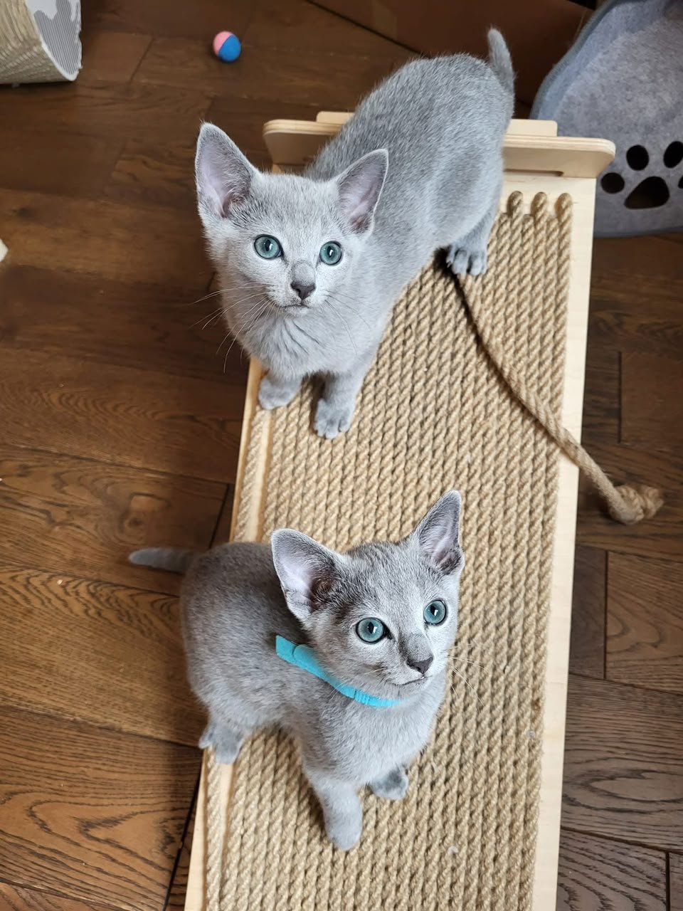 Two Russian Blue kittens on a scratching board