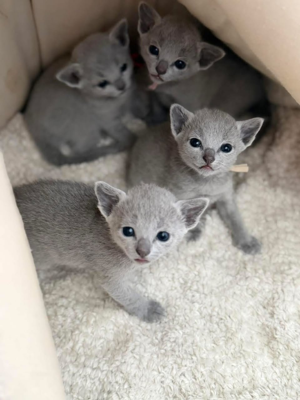 Russian Blue kittens nestled inside a cat bed