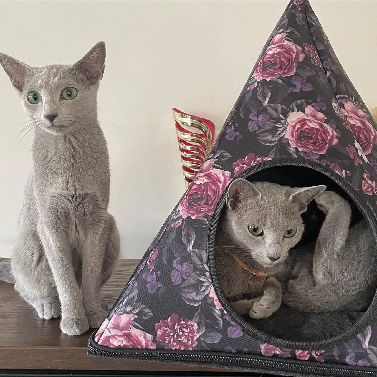 Russian Blue cat and kitten beside a fabric tent