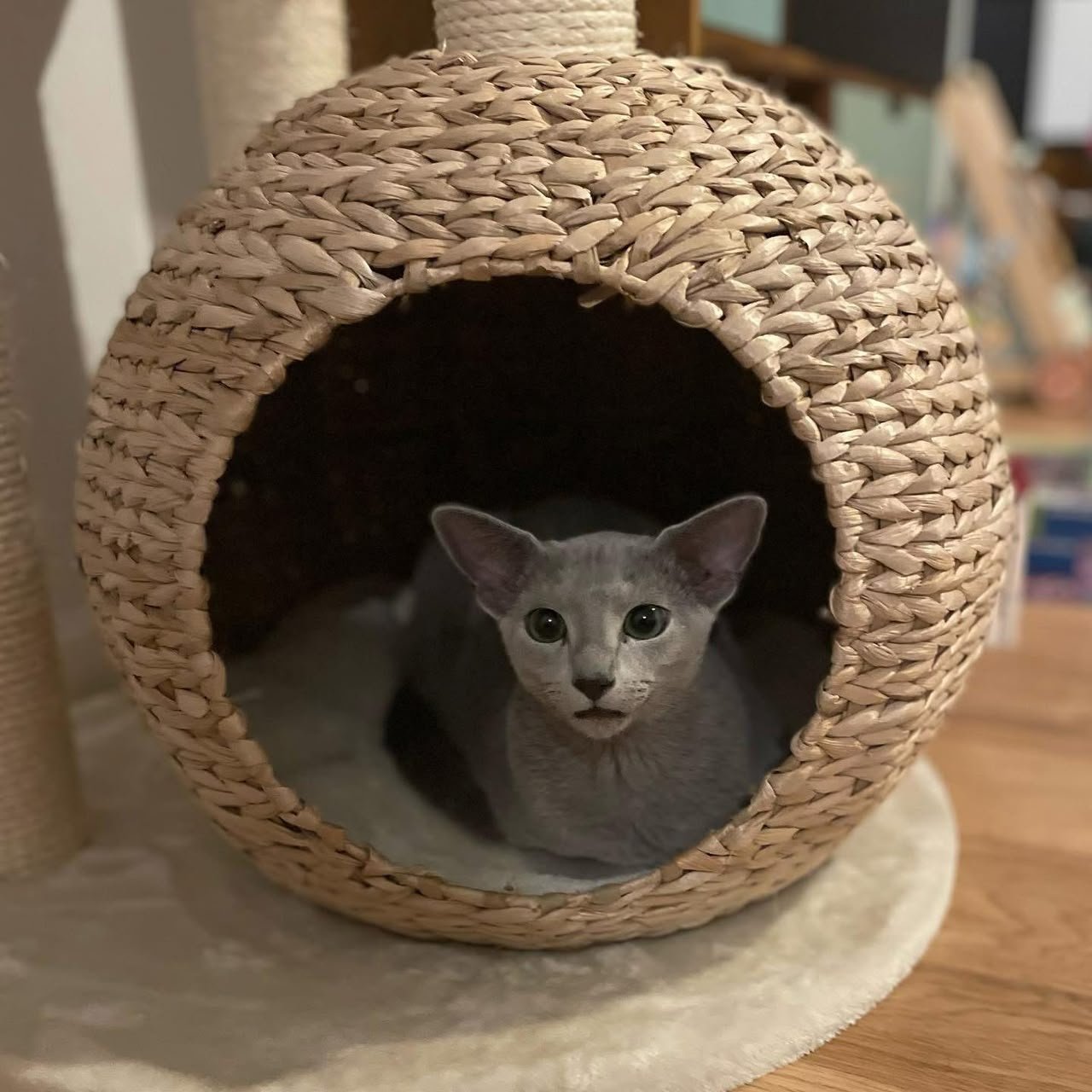 Russian Blue kitten peeking from a woven cat cave