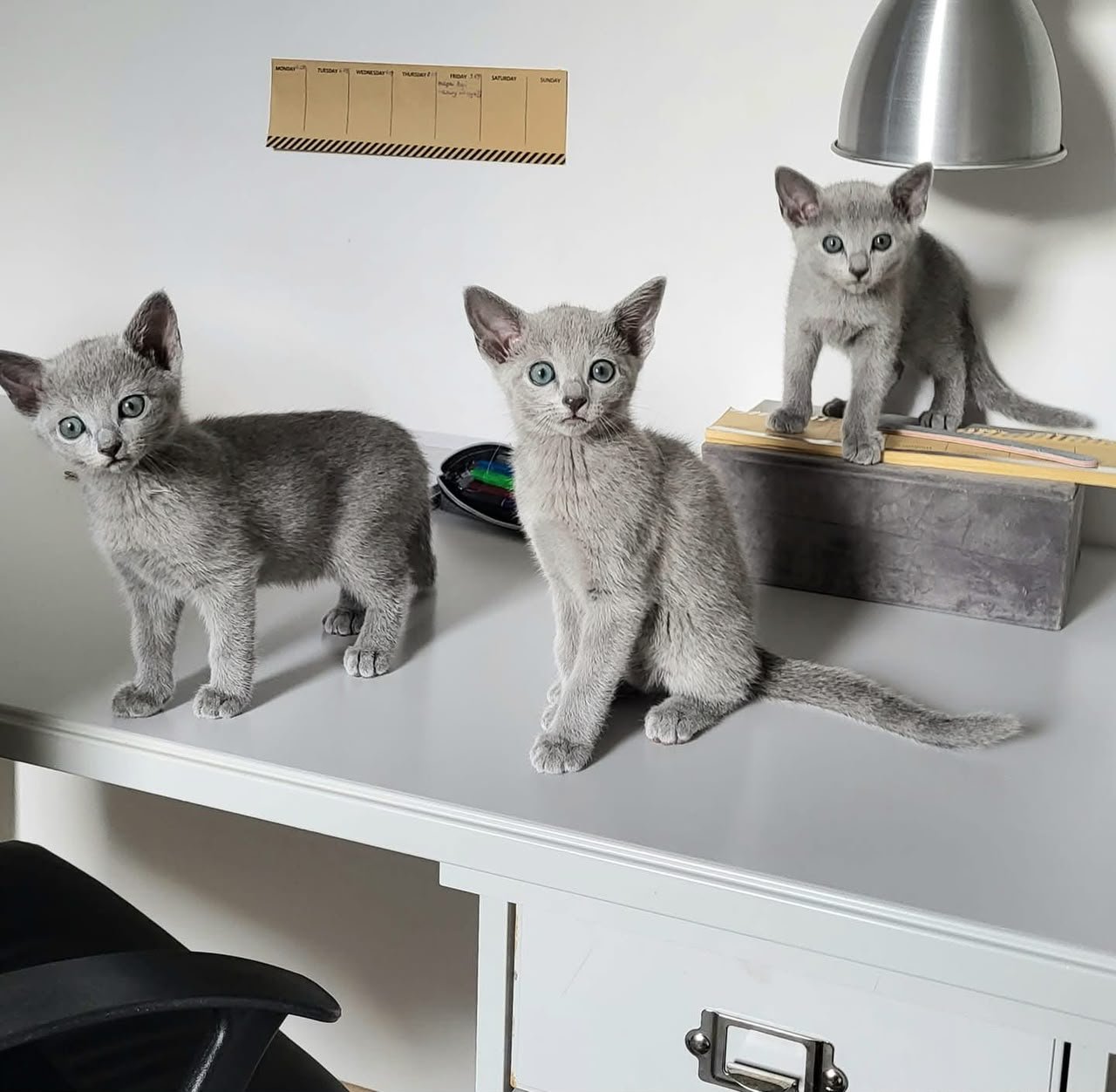 Russian Blue cats exploring indoor shelves