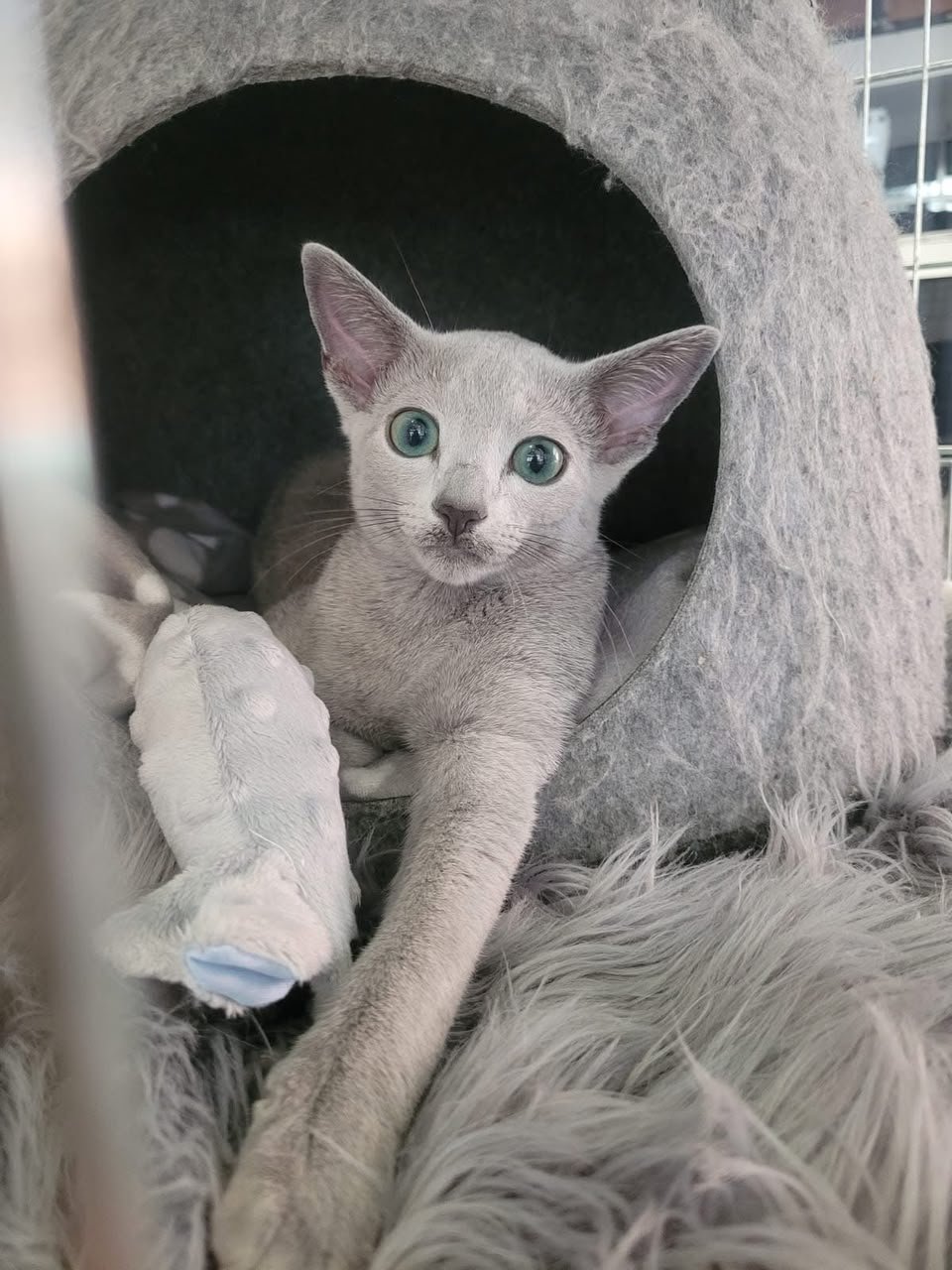 Russian Blue kitten resting beside a soft toy