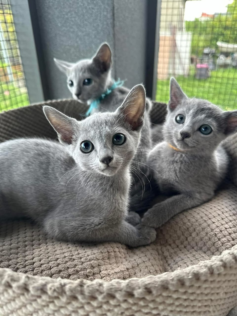 Three Russian Blue kittens sharing a window bed