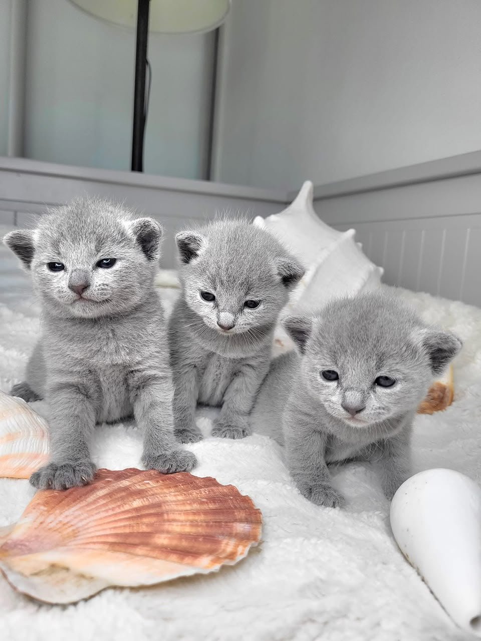 Russian Blue kittens standing together on a blanket