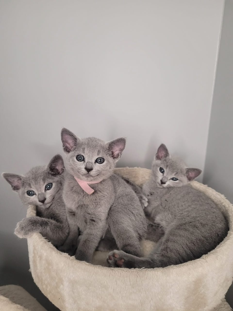 Russian Blue kittens curled up in a round bed