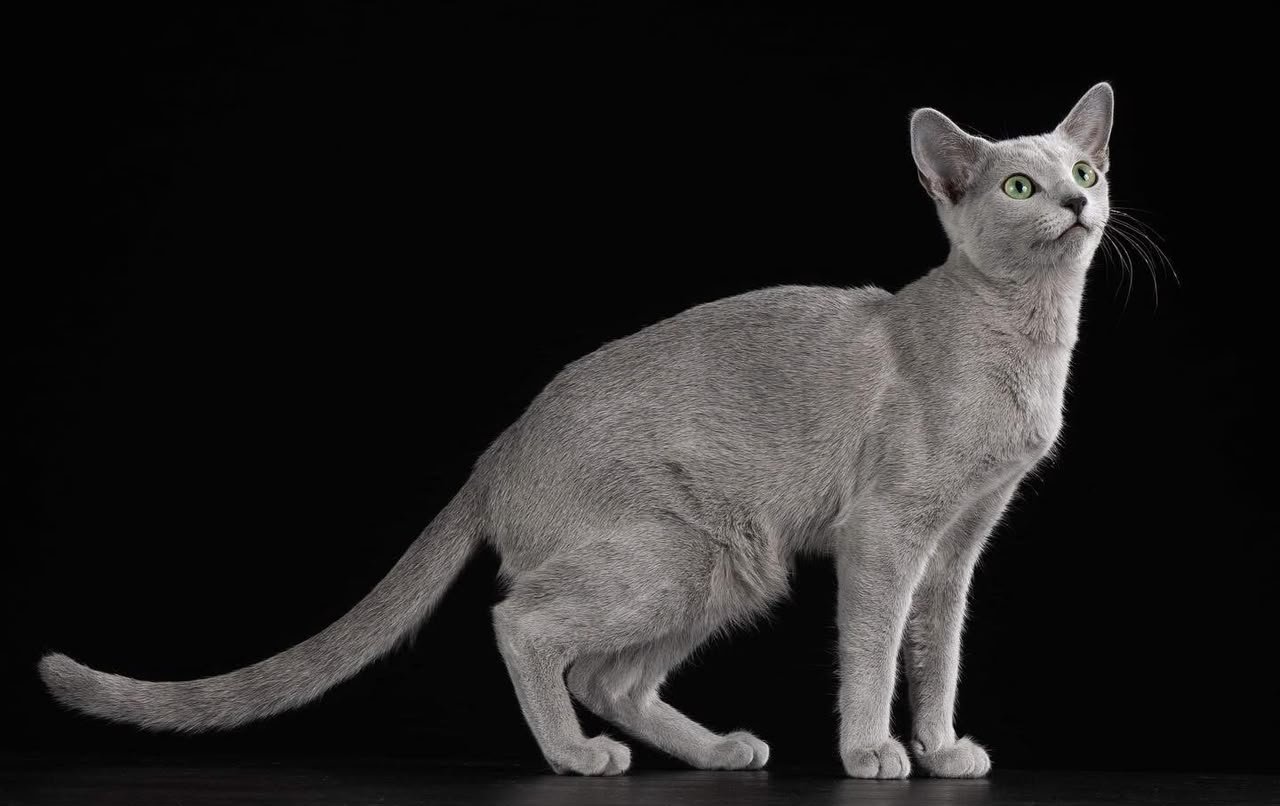 Maxim, our Russian Blue parent cat, standing in profile