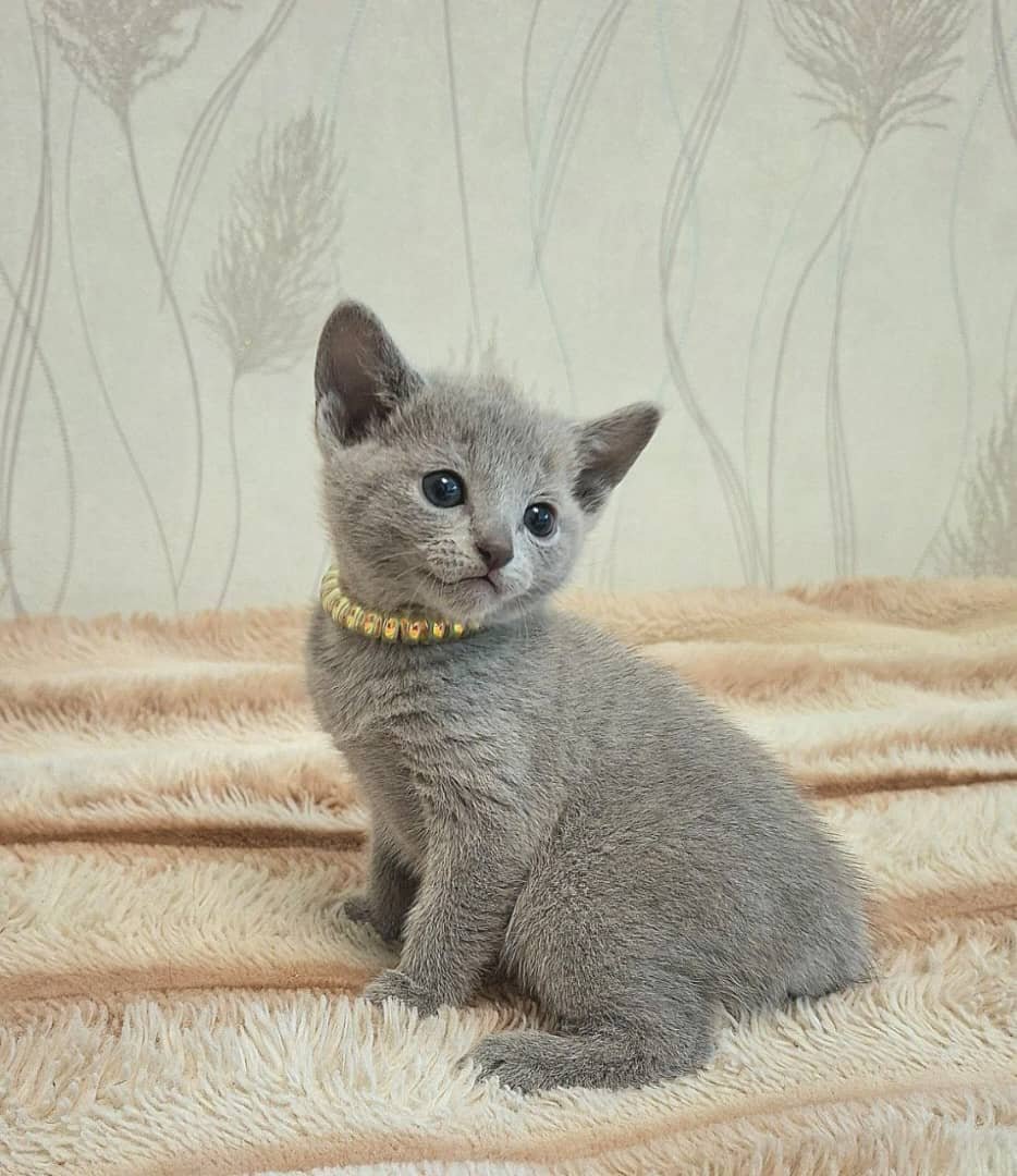 Willow - female Russian Blue kitten for sale in Austin, Texas