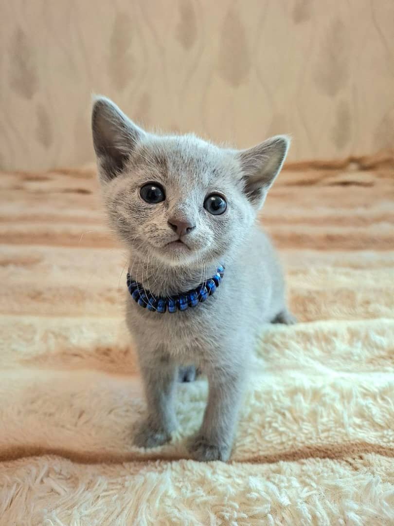 Bluebell - female Russian Blue kitten for sale at our Austin, TX breeder