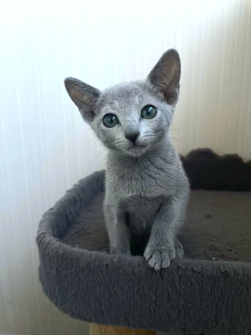 Oliver - male Russian Blue kitten for sale in Austin, Texas