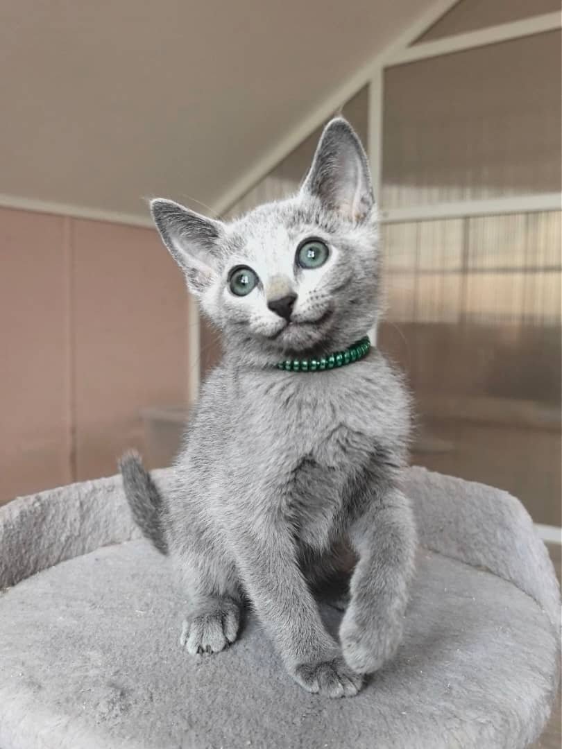Rosie - female Russian Blue kitten for sale at our Austin, TX cattery