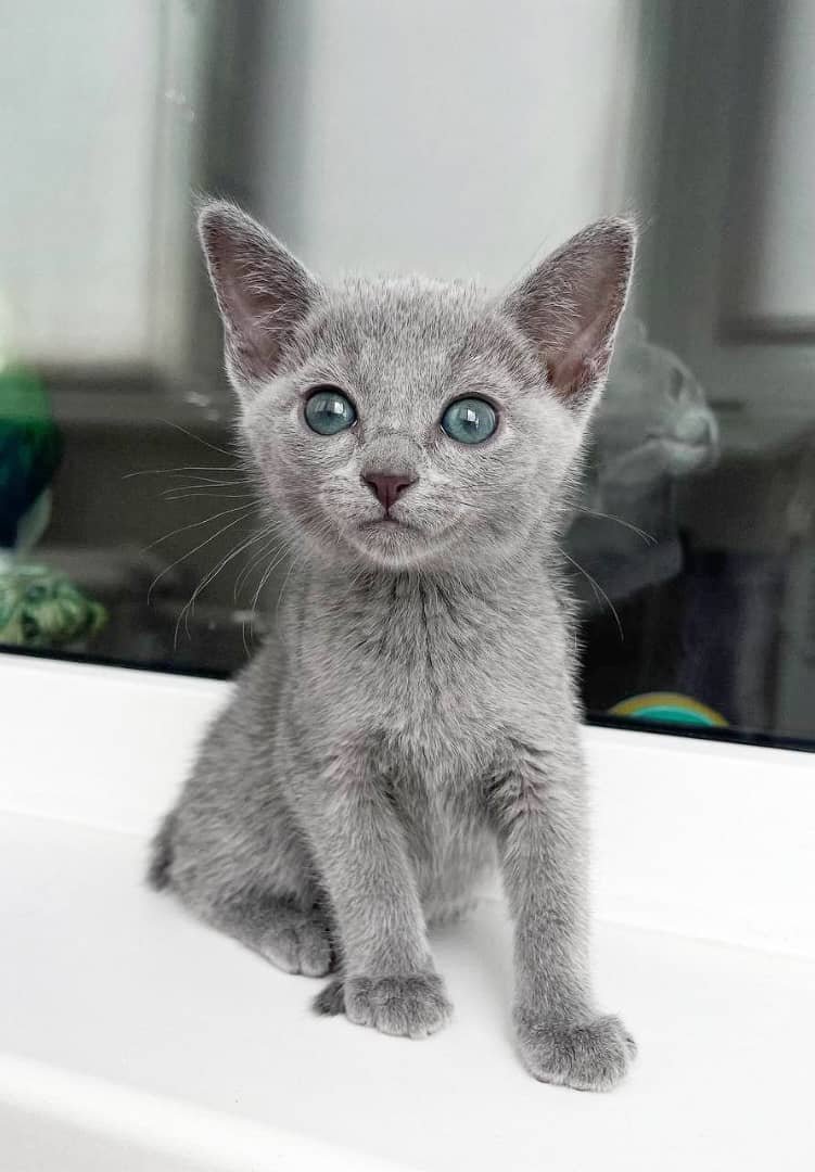 Finn - male Russian Blue kitten for sale at our Austin, TX cattery