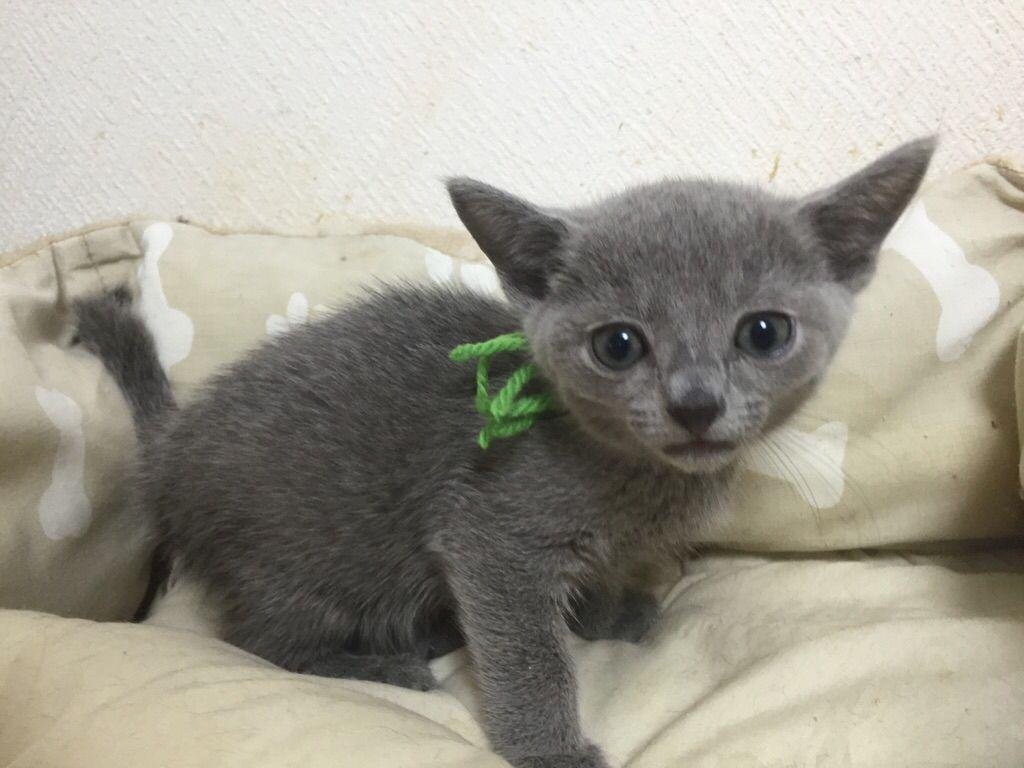 Russian Blue kitten Shadow