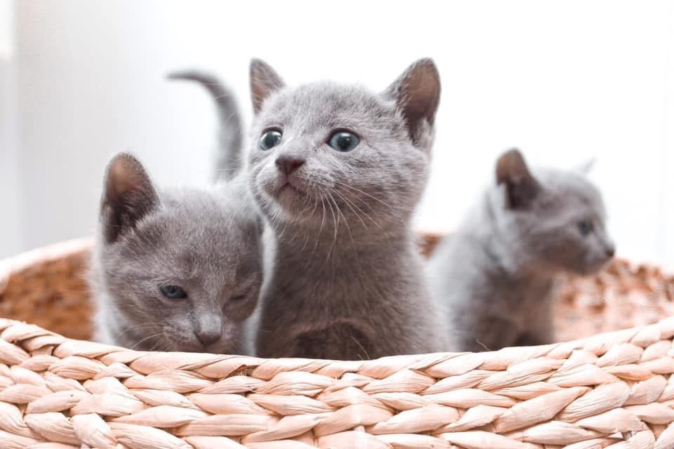Three Russian Blue kittens looking out of a woven basket