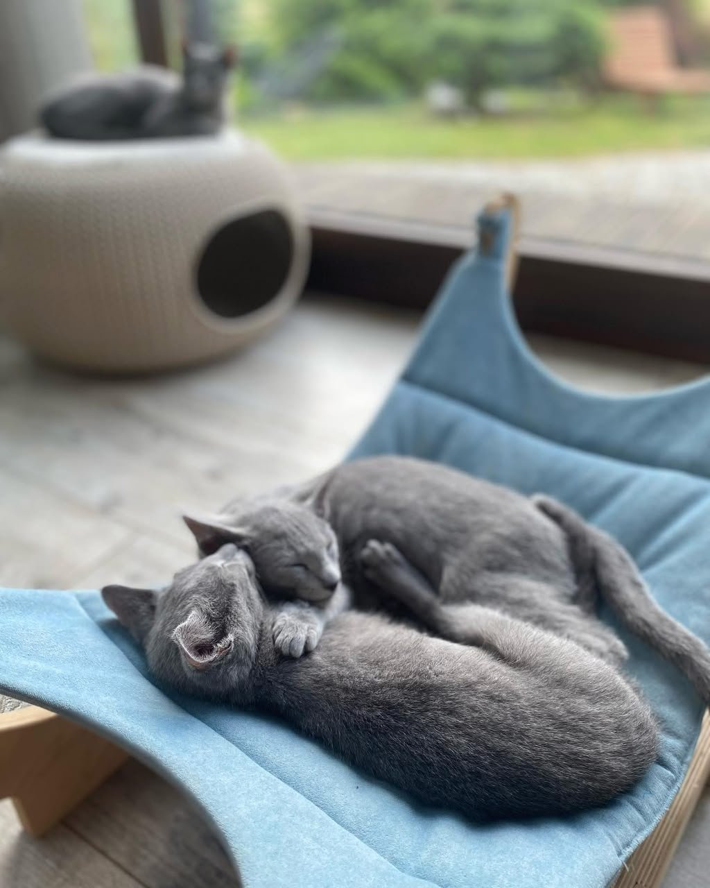 Two Russian Blue cats sleeping together in a blue hammock