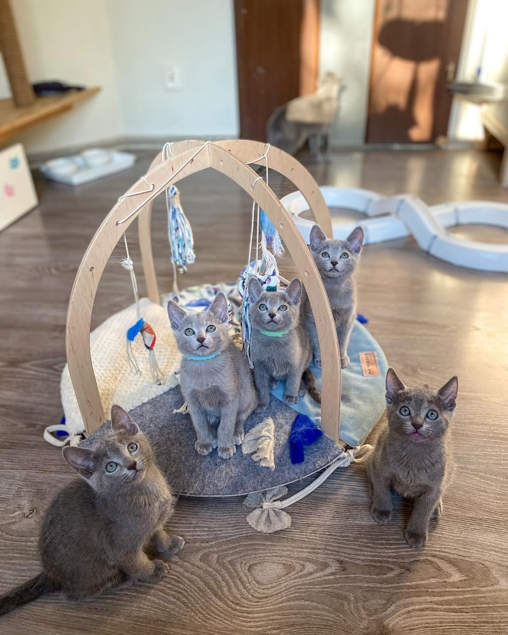 Russian Blue kittens gathered around an indoor play gym