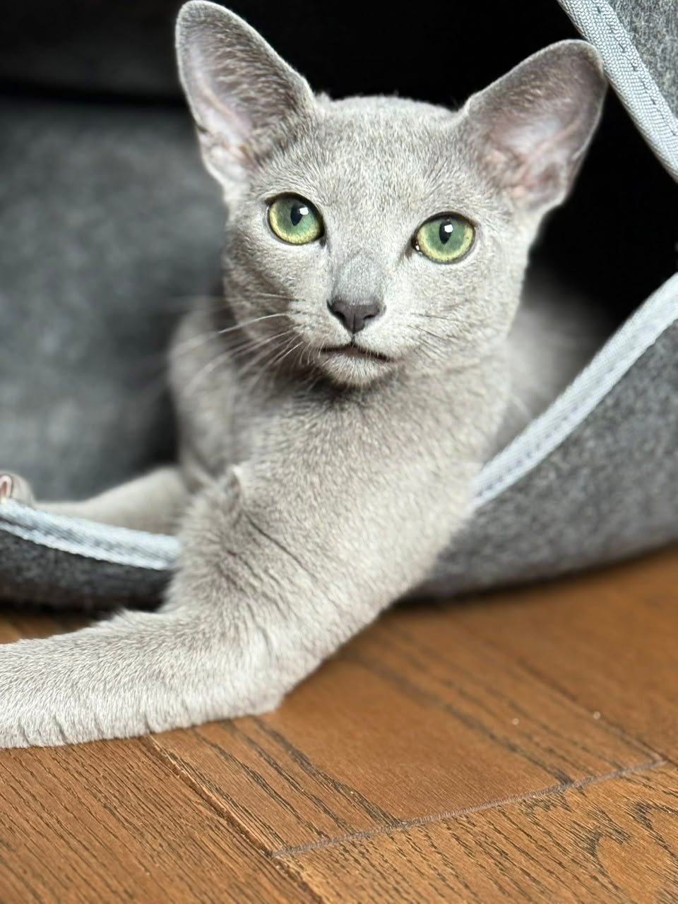 Russian Blue cat with green eyes resting in a soft gray bed