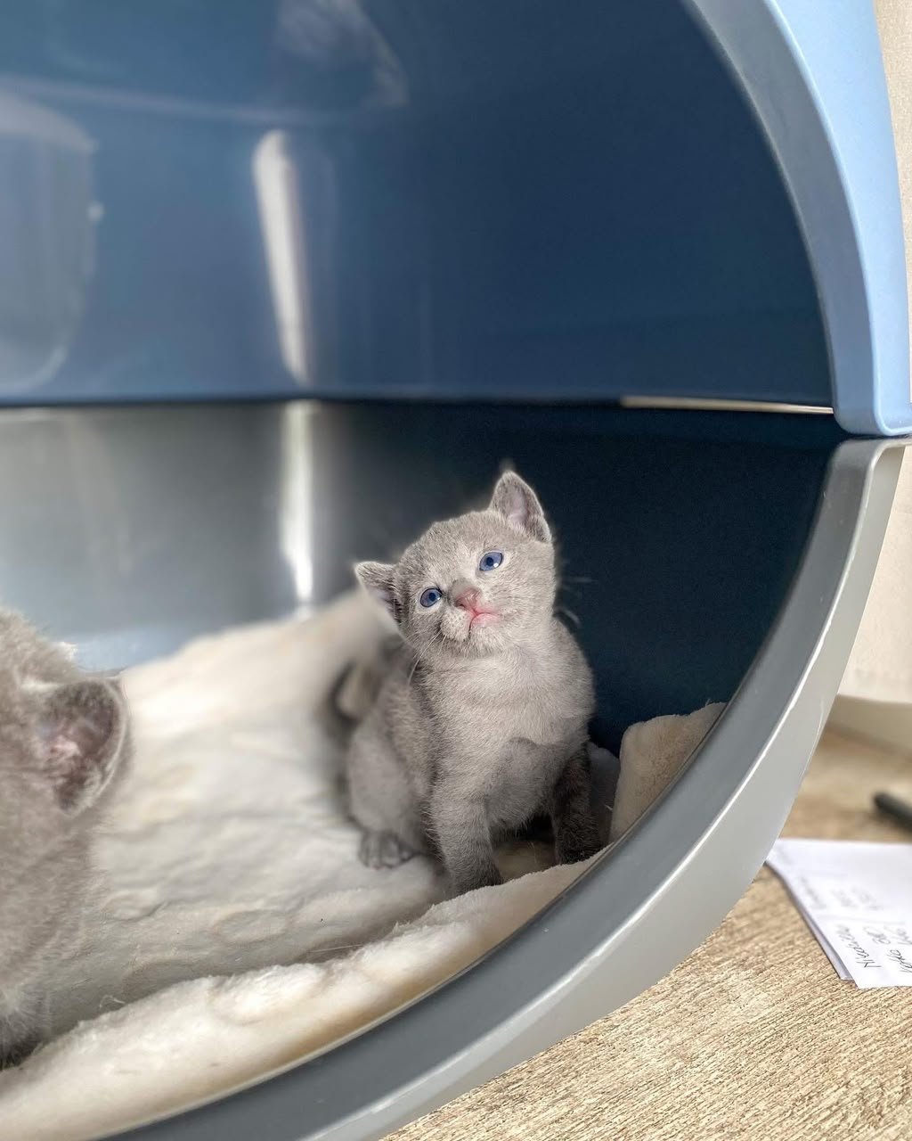 Young Russian Blue kitten sitting in a cushioned gray cat pod