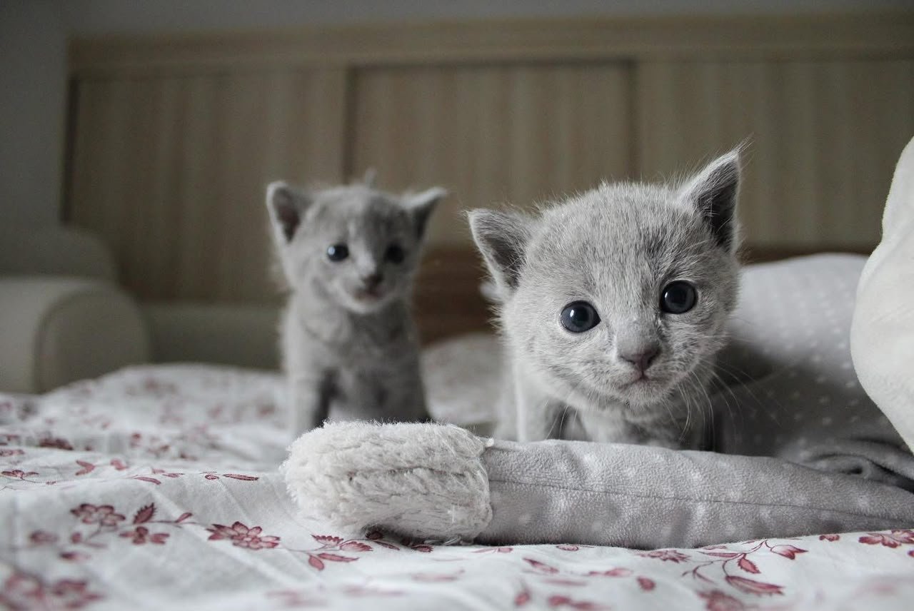 Two young Russian Blue kittens on a soft patterned blanket