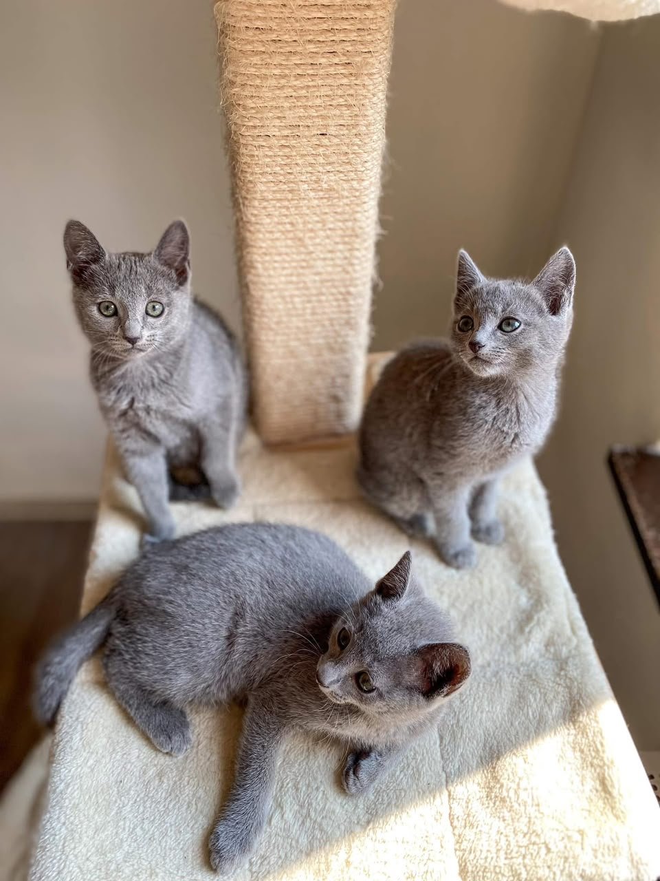 Three Russian Blue cats sharing a cream cat-tree platform