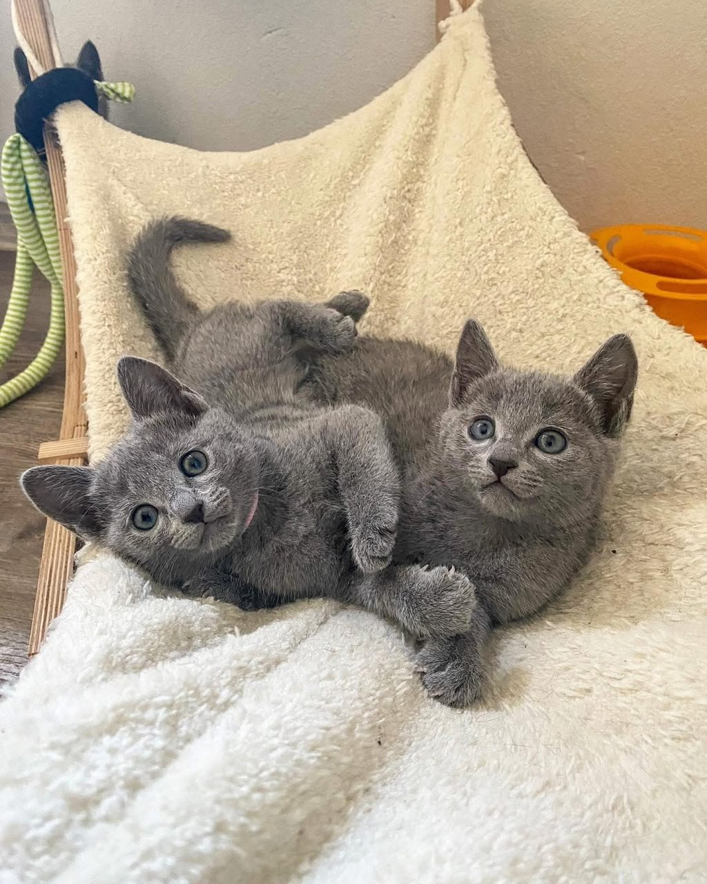 Two Russian Blue kittens lying together in a soft hammock