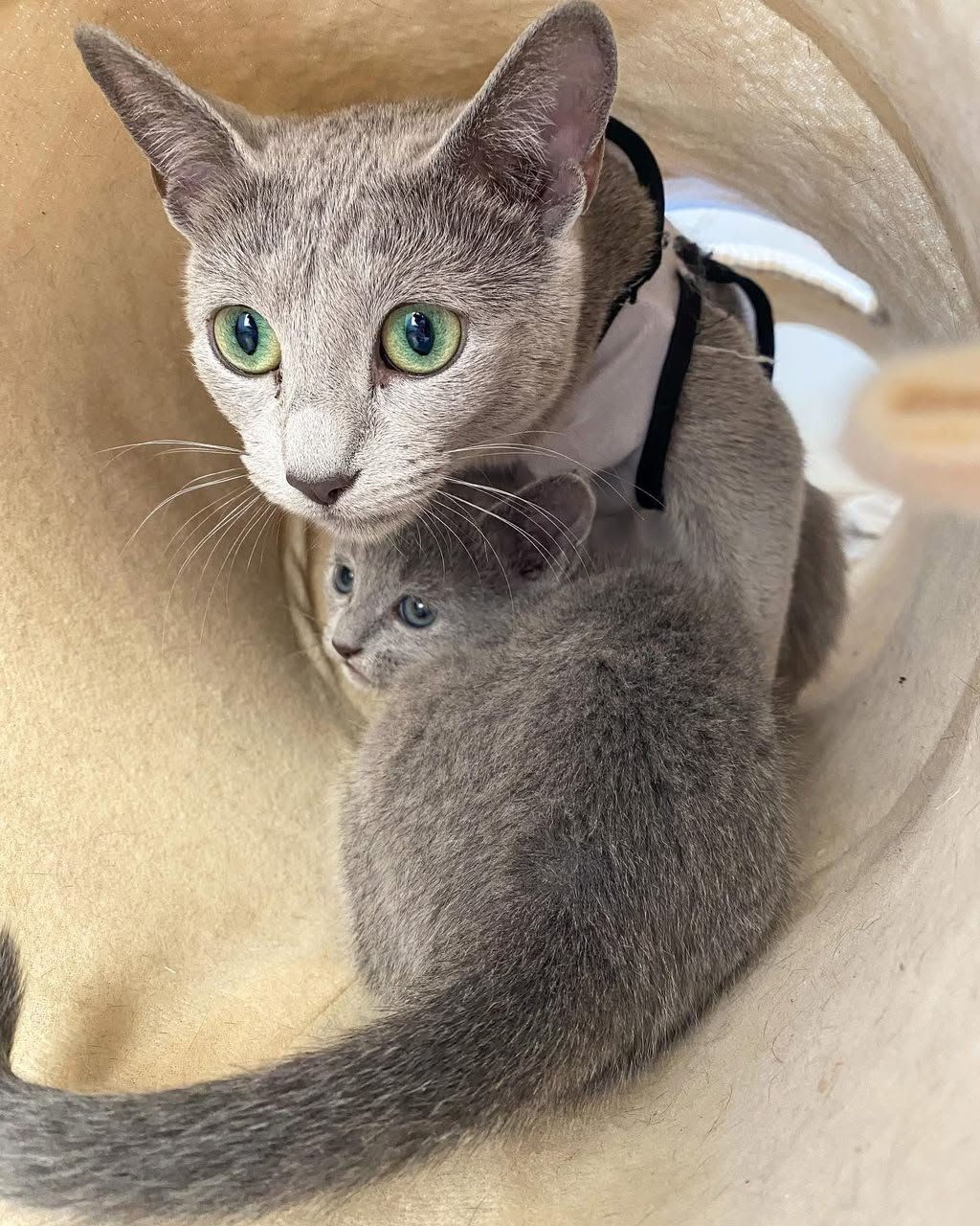 Russian Blue cat looking toward the camera