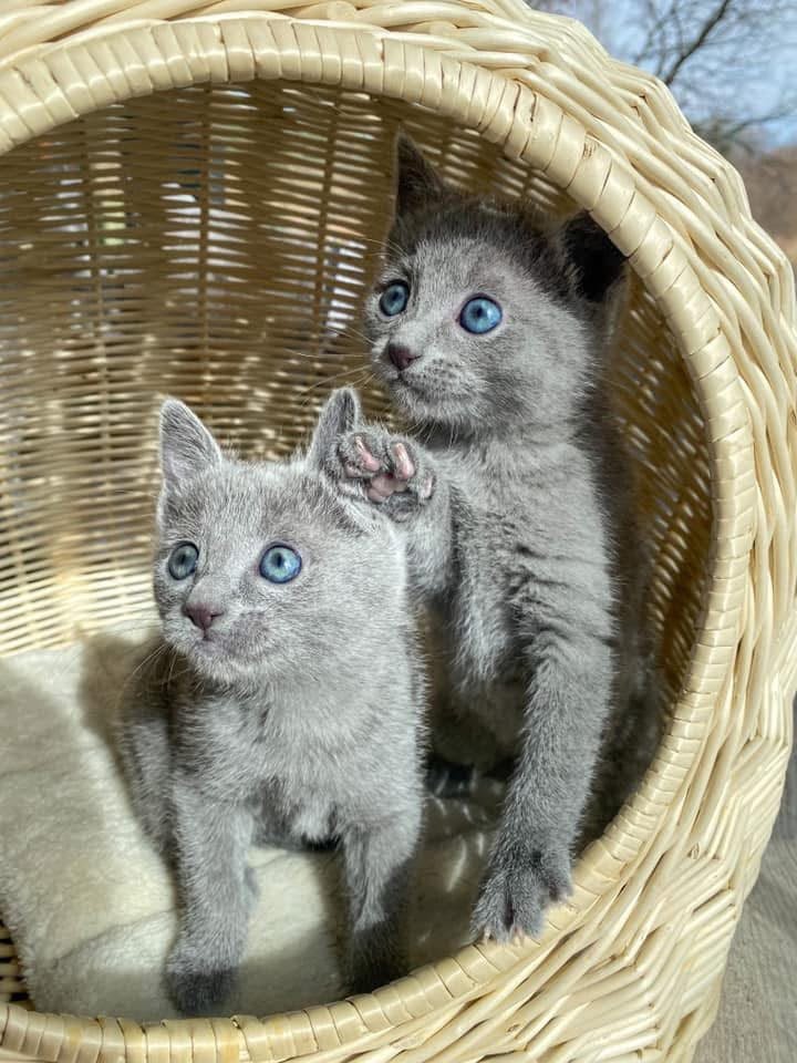 Two Russian Blue kittens in a woven basket