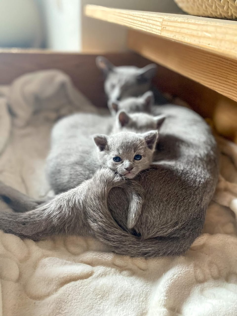 Russian Blue cats resting together in a cream bed