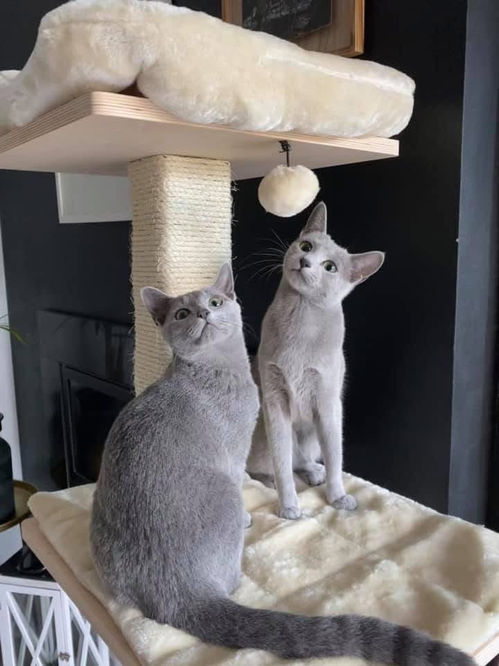 Two Russian Blue cats watching a hanging toy on their cat tree