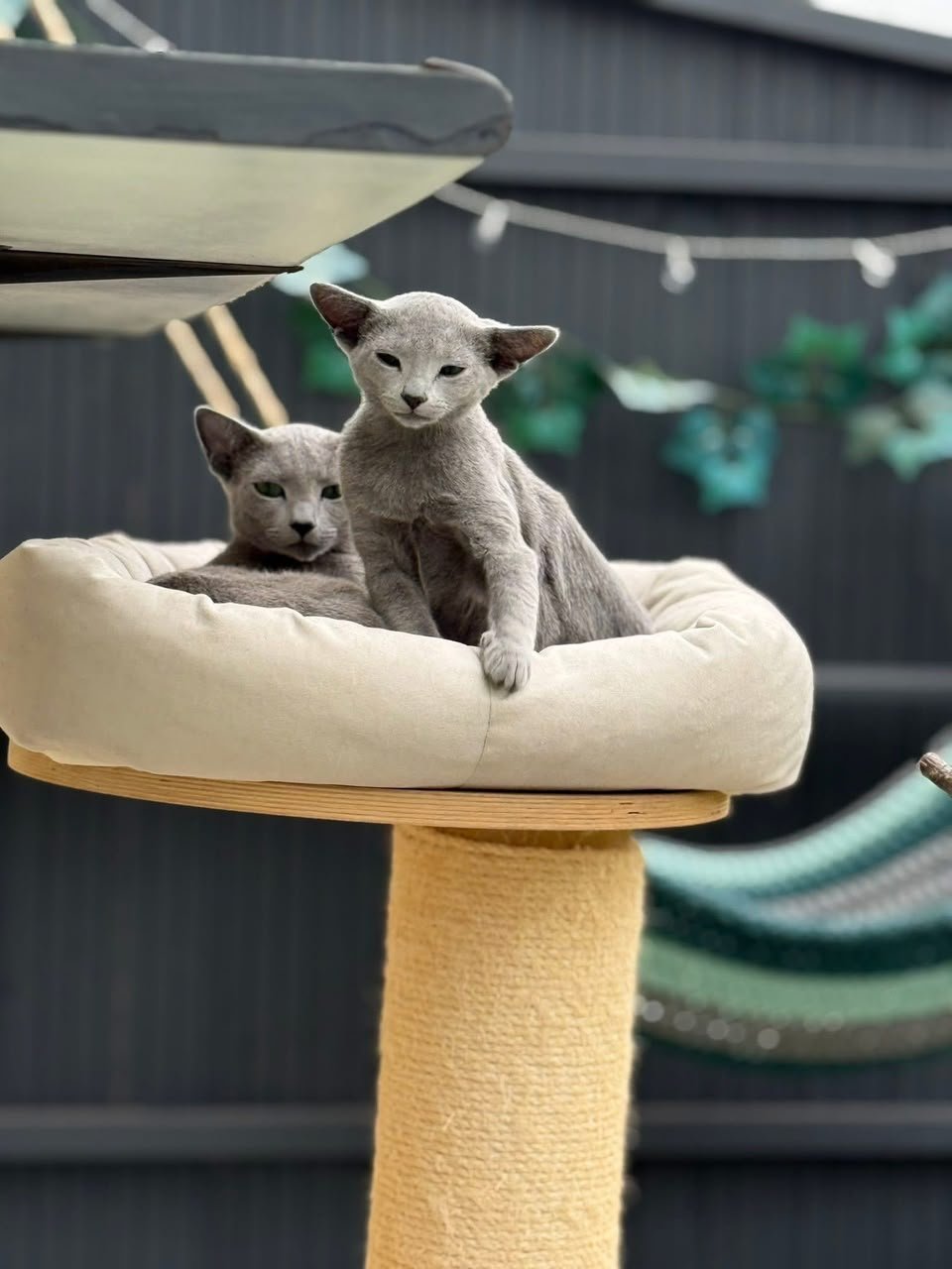 Two Russian Blue cats resting together on a cream cat-tree bed