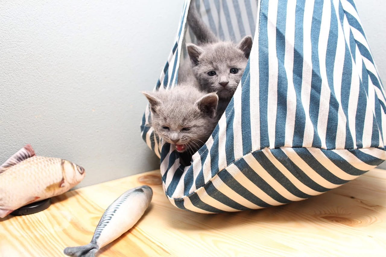 Two Russian Blue kittens peeking out of a striped hammock