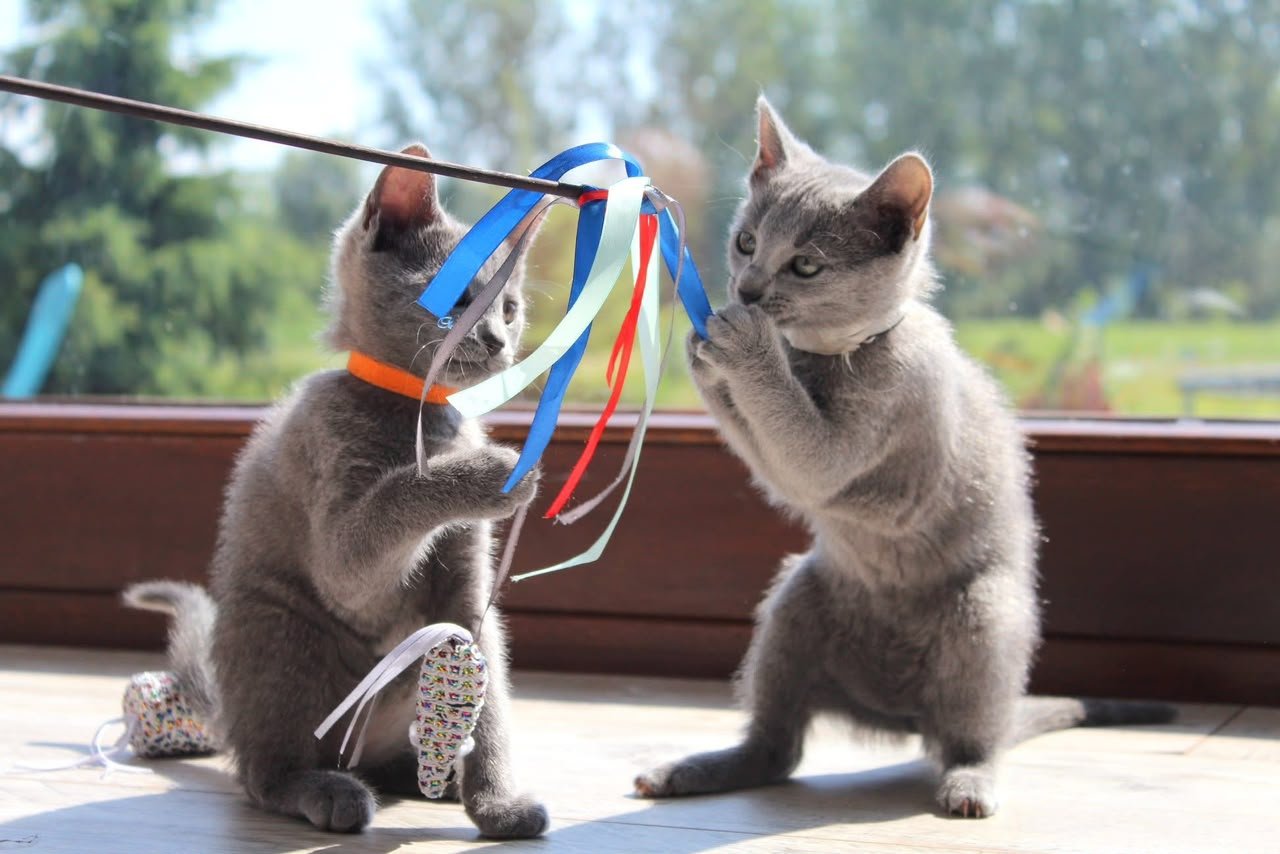 Two Russian Blue kittens playing with a ribbon toy