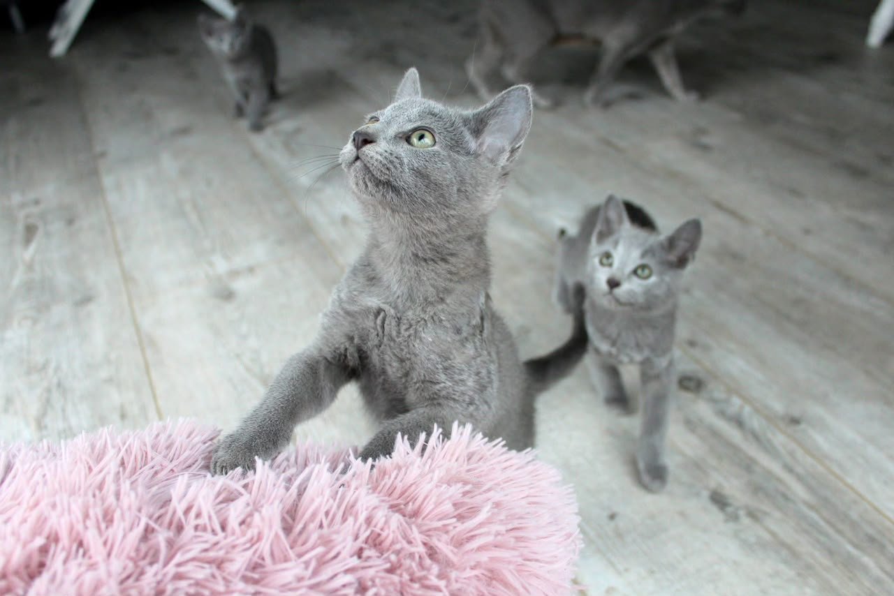Two Russian Blue cats looking upward beside a soft pink cushion