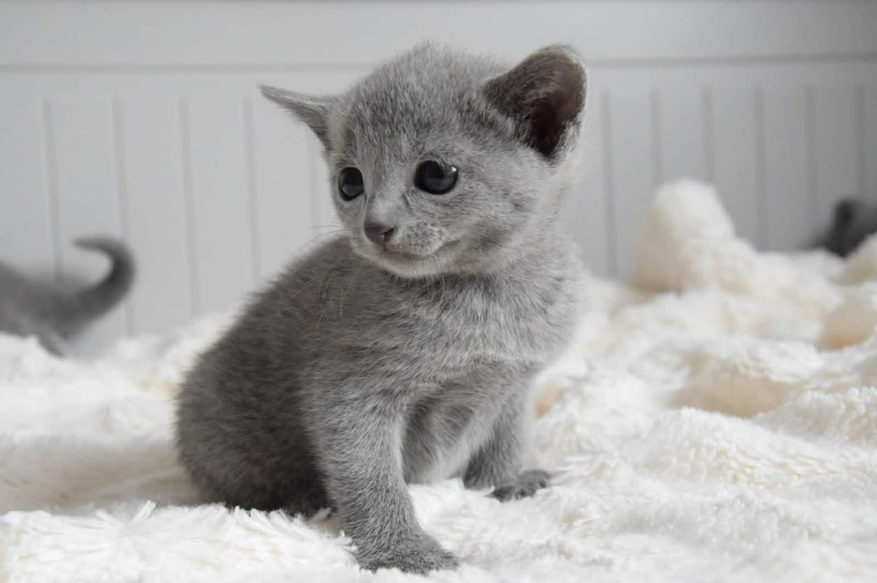 Young Russian Blue kitten sitting on a fluffy white blanket