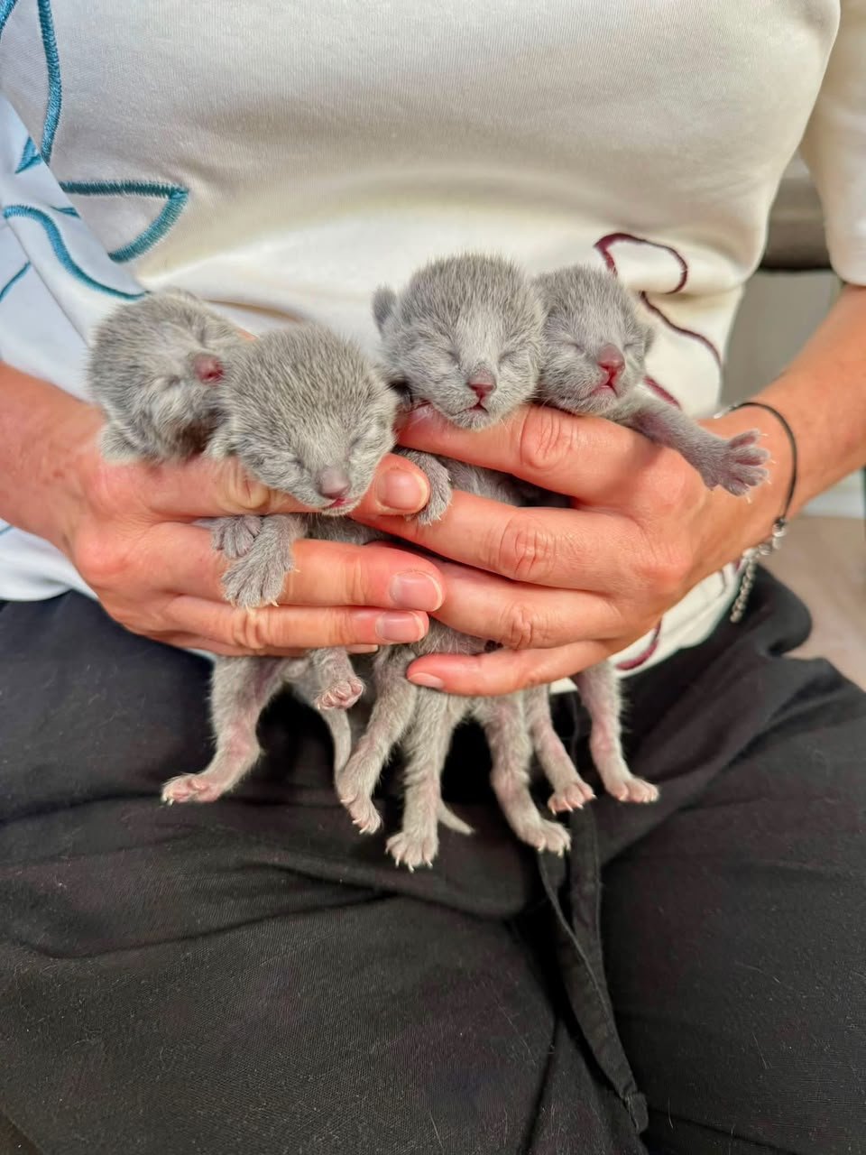 Newborn Russian Blue kittens being gently held