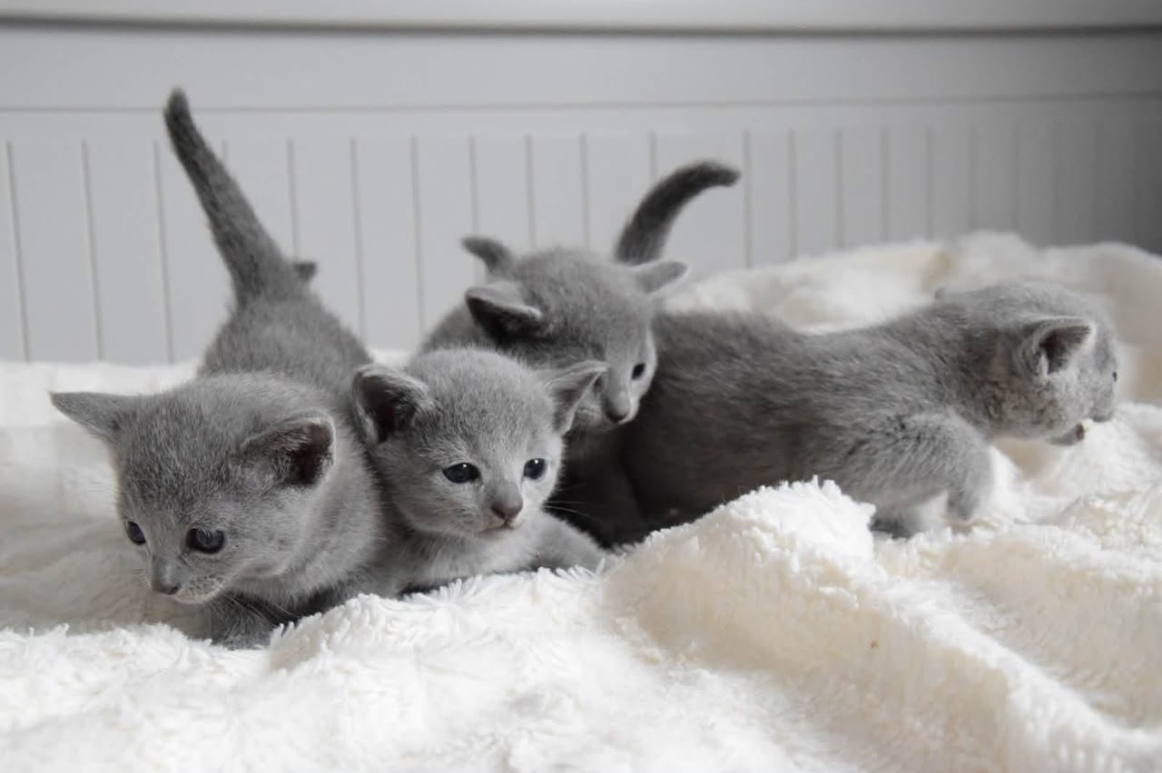 Russian Blue kittens lying together on a white blanket