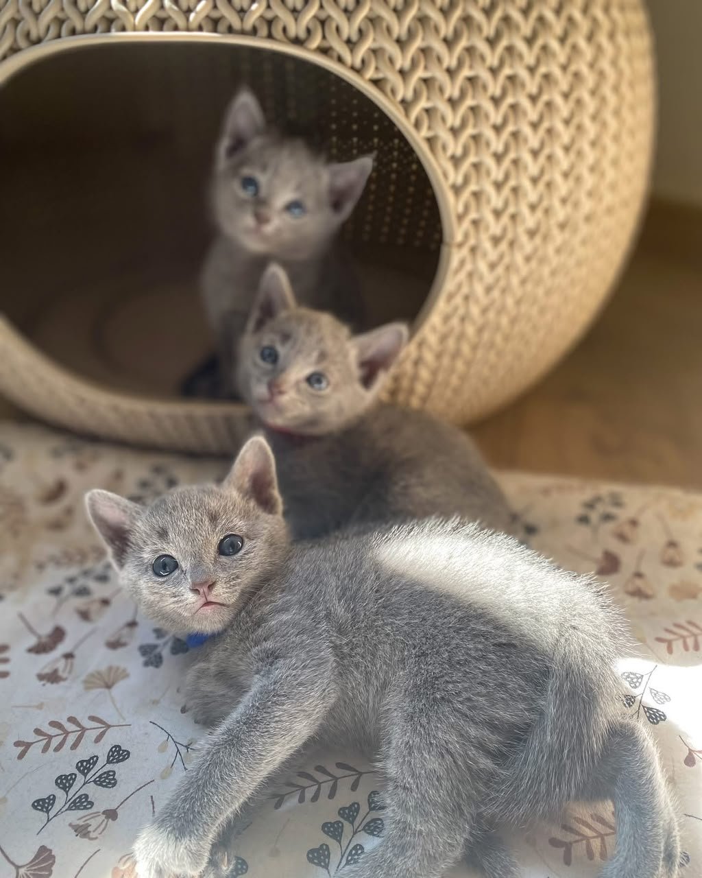 Russian Blue kittens beside a woven cat bed