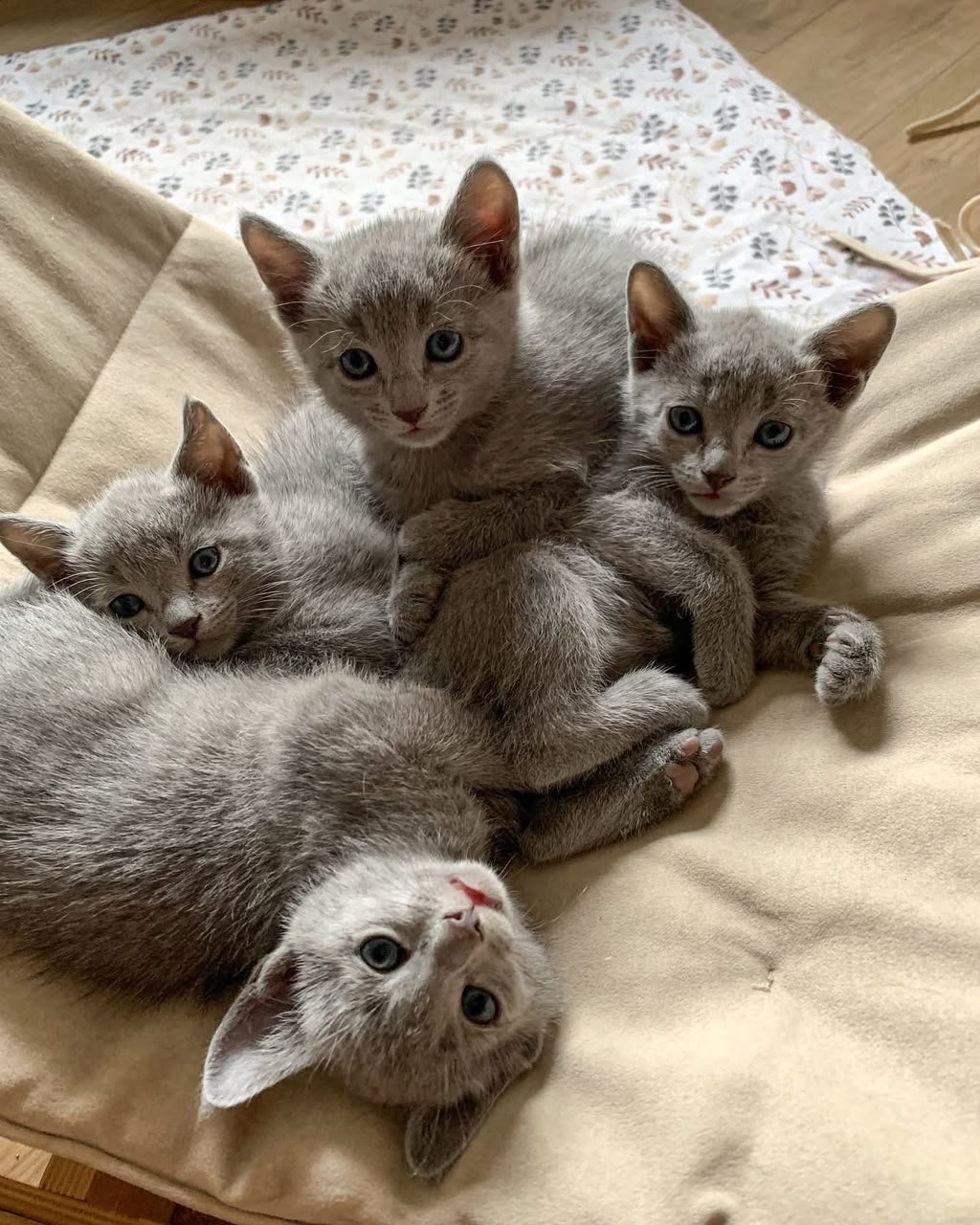 Russian Blue kittens relaxing together on a cream cushion